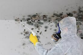 Why You Should Choose Our Mold Remediation Services in Croton On Hudson, NY